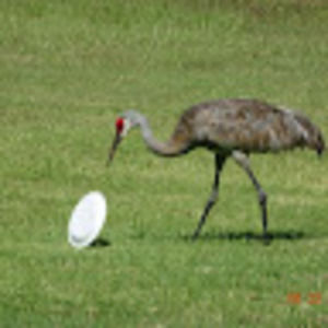 Meet your Posher, Pat